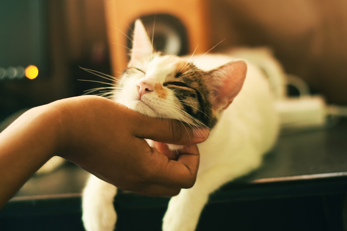 La importancia de la esterilización para el control animal